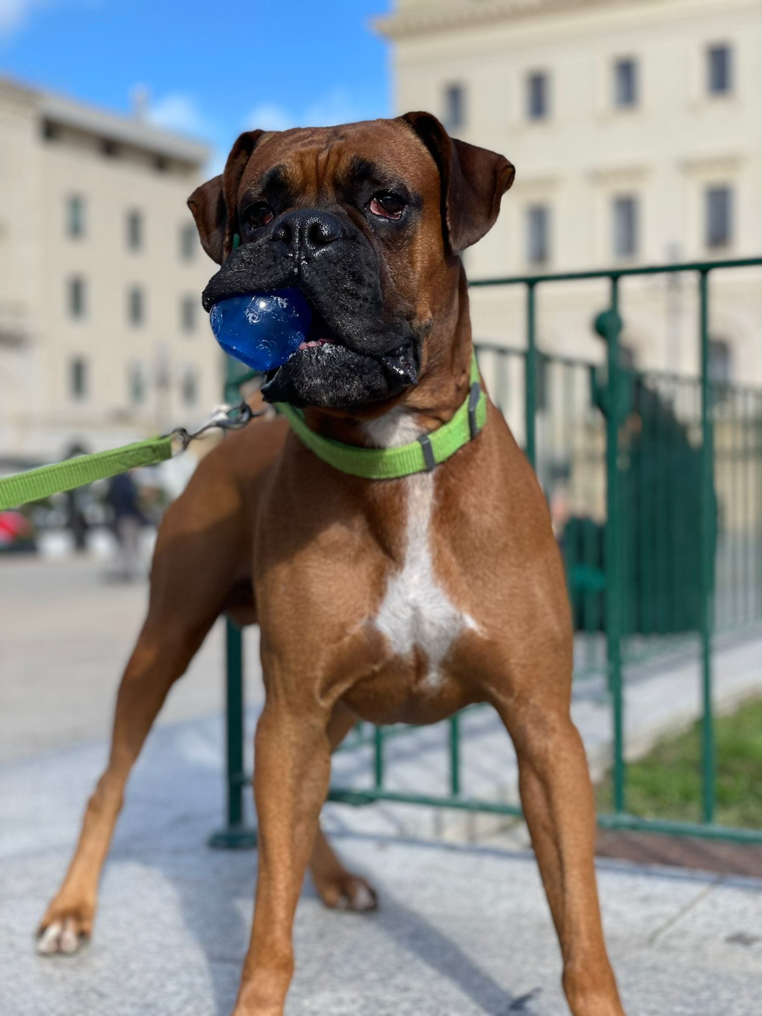 Giampy passeggia con un cane